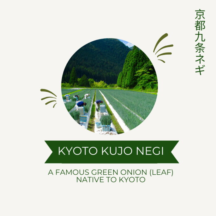 [HINODE] KYOTO KUJO NEGI DRIED ROUND SLICE – LONG GREEN SPRING ONION SCALLION – GROWN IN KYOTO JAPAN 2