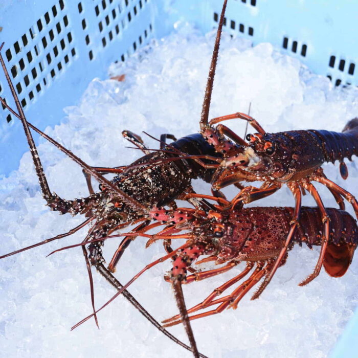 [HINODE] ISE-EBI – LUXURIOUS JAPANESE SPINY LOBSTER – FRESH FROZEN BY ULTRA-RAPID FREEZING 1