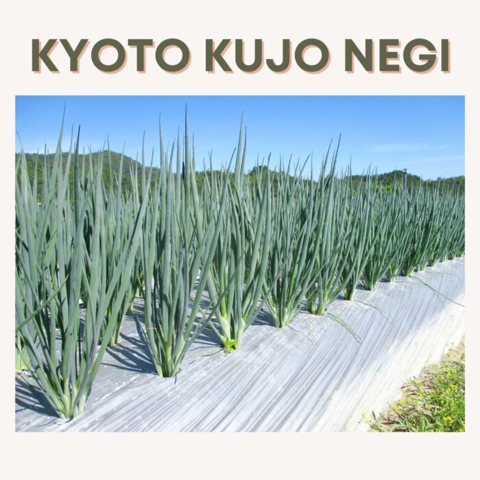 [HINODE] KYOTO KUJO NEGI – LONG GREEN ONION SCALLION – FROZEN STICK CUT – 500GX20 PACKS/CARTON 7