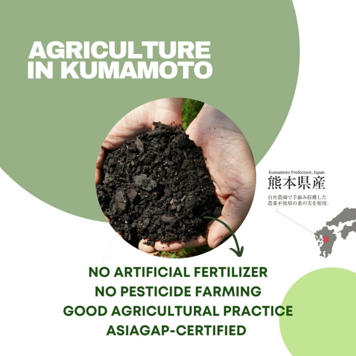 [HINODE] KUMAMOTO MULBERRY TEA, POWDER – GAP-CERTIFIED NO PESTICIDE FARMING NO ARTIFICIAL FERTILIZER 3