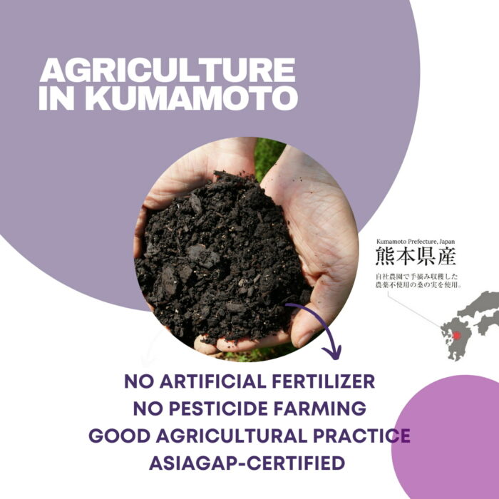 [HINODE] KUMAMOTO PREMIUM NATURAL MULBERRY FRUIT JAM – NO ADDITIVE GAP CERTIFIED – GLASS BOTTLE 6